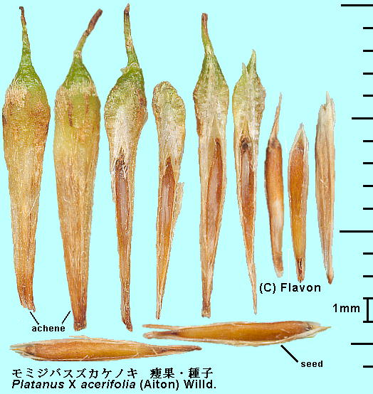 Platanus X acerifolia (Aiton) Willd. ~WoXYJPmL Achene, Seeds ʁEq