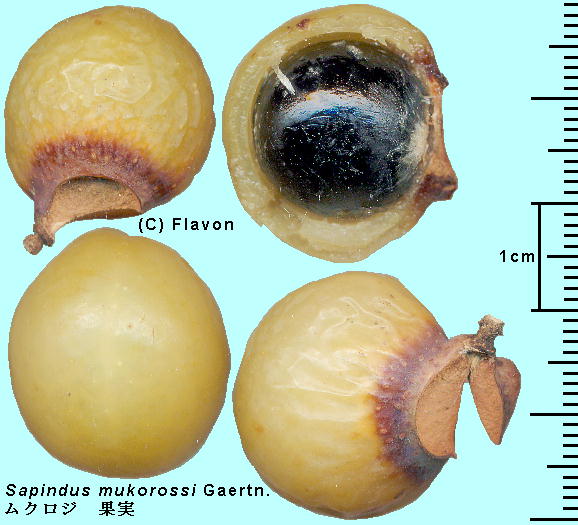 Sapindus mukorossi Gaertn. NW Fruits ʎ