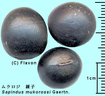 Sapindus mukorossi Gaertn. NW Stone j