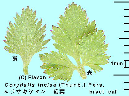 Corydalis incisa (Thunb.) Pers. TLP} Bract leaf 䚗t