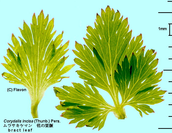 Corydalis incisa (Thunb.) Pers. TLP} Bract leaf 䚗t̗t
