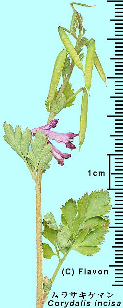 Corydalis incisa (Thunb.) Pers. TLP} Flower, Fruits ԁEʎ