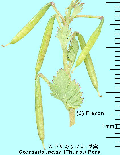 Corydalis incisa (Thunb.) Pers. TLP} Flower, Fruits ʎ