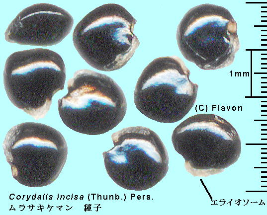 Corydalis incisa (Thunb.) Pers. TLP} Seeds q