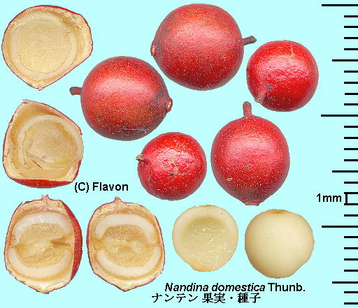 Nandina domestica Thunb. ie Fruits ʎEq