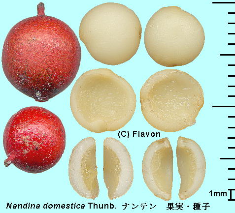 Nandina domestica Thunb. ie Seeds q