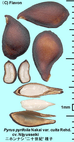 Pyrus pyrifolia var. culta cv. Nijyusseiki jziV '\I' q