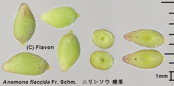 Anemone flaccida F.Schmidt j\E Achene 