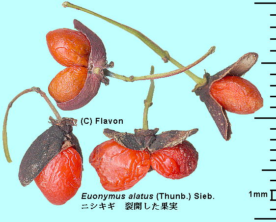 Euonymus alatus (Thunb.) Sieb. jVLM Fruits JʎEɕꂽq