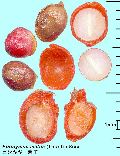 Euonymus alatus (Thunb.) Sieb. jVLM Seeds q