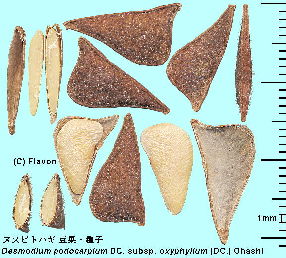 Desmodium podocarpium DC. subsp. oxyphyllum (DC.) Ohashi var. japonicum (Miq.) Maxim. kXrgnM pod, seed ʁEq