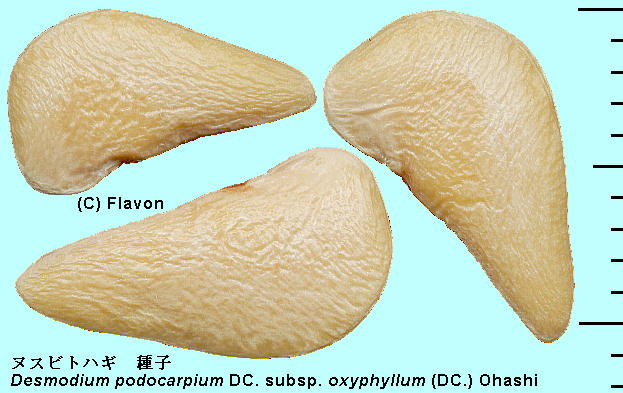 Desmodium podocarpium DC. subsp. oxyphyllum (DC.) Ohashi var. japonicum (Miq.) Maxim. kXrgnM seed q