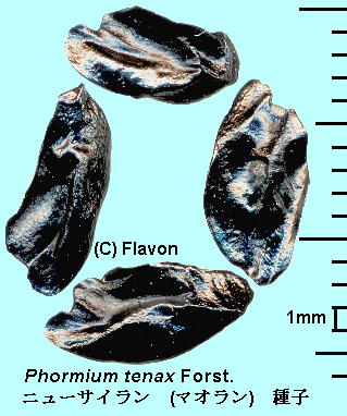 Phormium tenax J. R. et G. Forst. }I (j[TC) seed q
