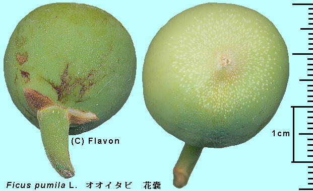 Ficus pumila L. IIC^r Syconium ԔX(ʔX)