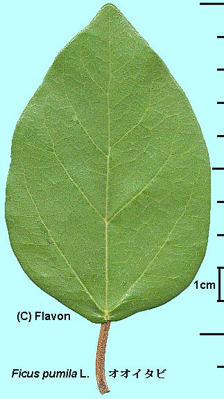 Ficus pumila L. IIC^r Leaf t̕\