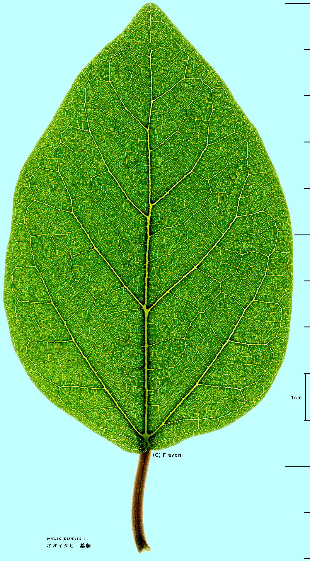 Ficus pumila L. IIC^r Leaf vein t