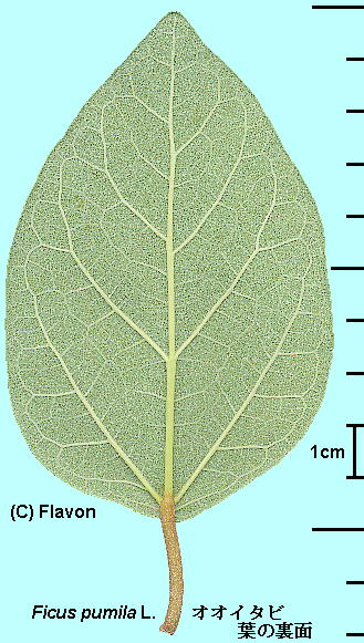 Ficus pumila L. IIC^r Leaf t̗