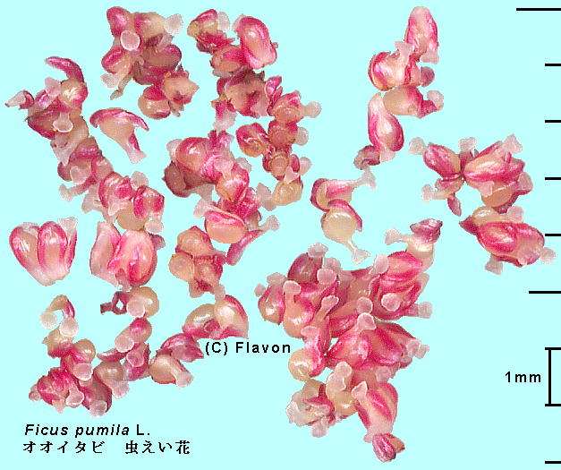 Ficus pumila L. IIC^r Gall flower 