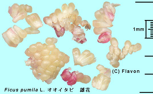 Ficus pumila L. IIC^r Male flower Y