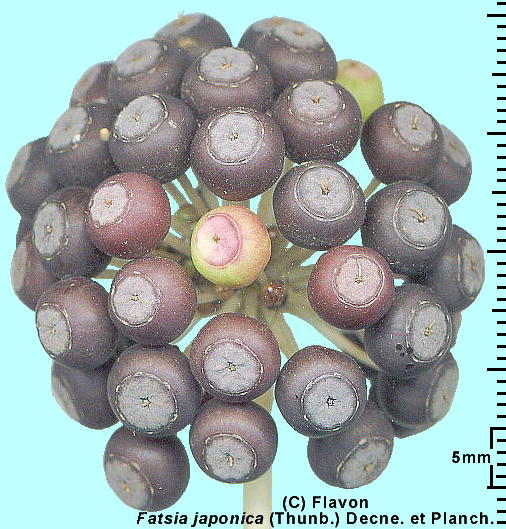 Fatsia japonica (Thunb.) Decne. et Planch. (Seeds) Fcf ʎ