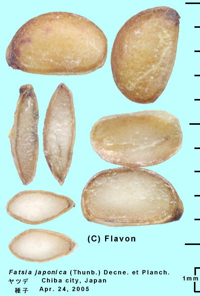 Fatsia japonica (Thunb.) Decne. et Planch., Seeds cf q