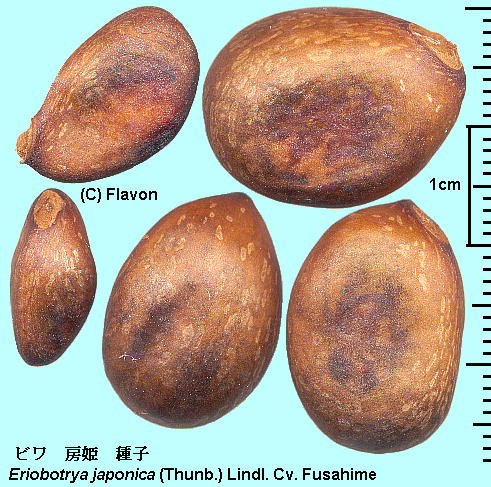 Eriobotrya japonica (Thunb.) Lindl. cv. Fusahime r cv. [P seed q