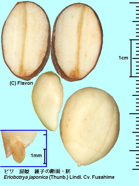 Eriobotrya japonica (Thunb.) Lindl. cv. Fusahime r cv. [P seed qfʁE