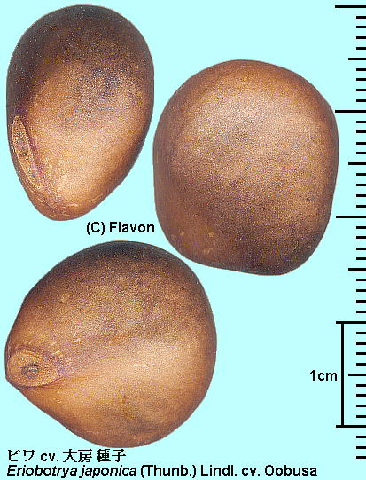 Eriobotrya japonica (Thunb.) Lindl. cv. Oobusa r cv. [ seed q