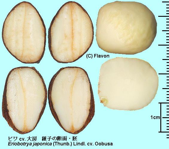Eriobotrya japonica (Thunb.) Lindl. cv. Oobusa r cv. [ seed q