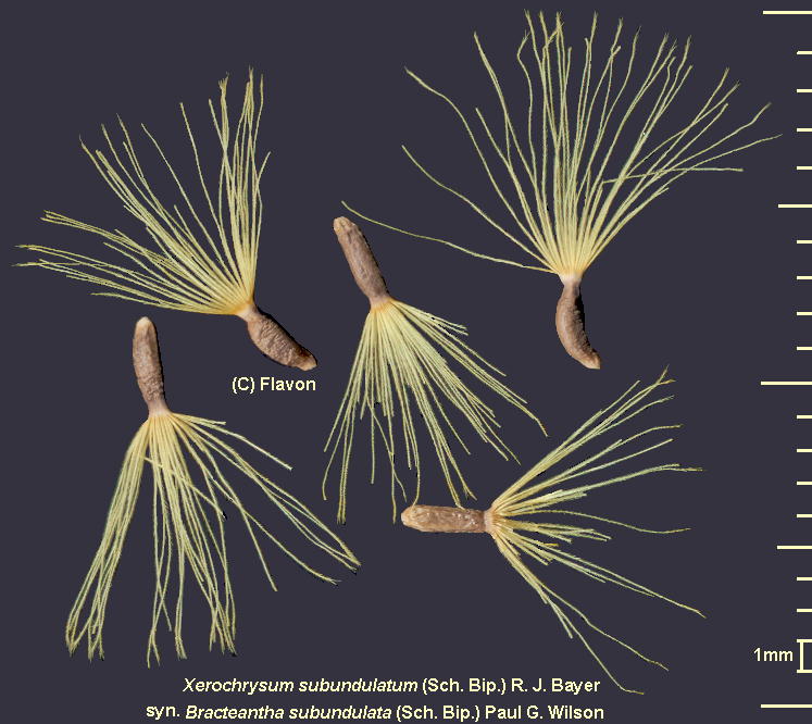 Xerochrysum subundulatum (Sch.Bip.) R.J.Bayer LZNTETuAW-^ Achene 