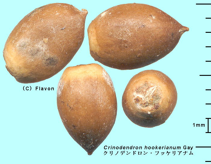 Crinodendron hookerianum Gay NmfhEtbPAk Seed q