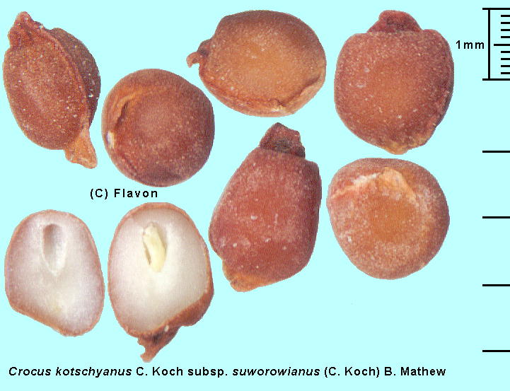 Crocus kotschyanus K.Koch subsp. suworowianus (K.Koch) B.Mathew NbJXERbcBAkXEXEBAkX Seed q