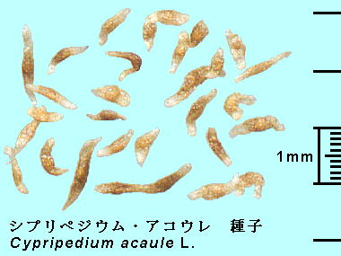 Cypripedium acaule L. シプリペジウム・アコーレ Seed 種子