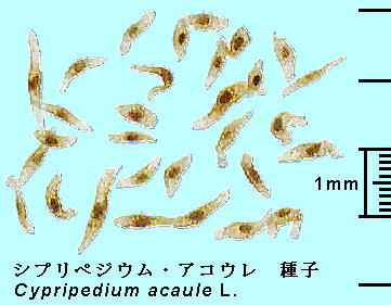 Cypripedium acaule L. シプリペジウム・アコーレ Seed 種子内の胚