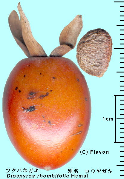Diospyros rhombifolia Hemsl. cNolKL iEKLj Fruit ʎEq