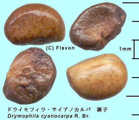 Drymophila cyanocarpa R.Br. htBETCAmJp Seeds q