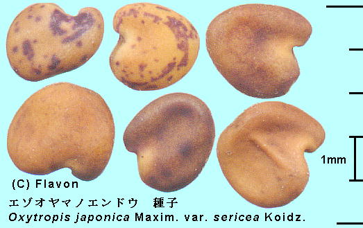 Oxytropis japonica Maxim. var. sericea Koidz. G]I}mGhE Seeds q