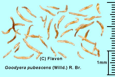 Goodyera pubescens (Willd.) R.Br. グッドイエラ・プベッセンス Seeds 種子