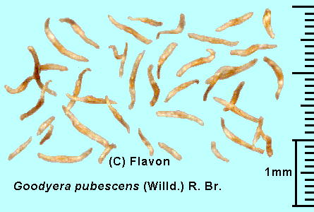 Goodyera pubescens (Willd.) R.Br. ObhCGEvxbZX Seeds q