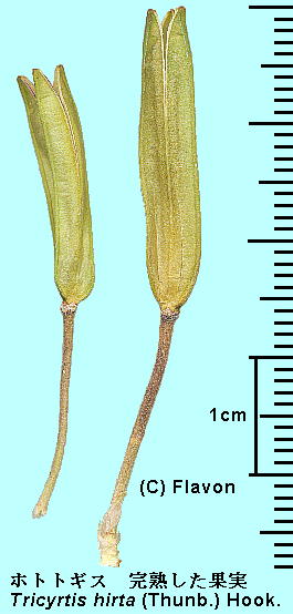 Tricyrtis hirta (Thunb.) Hook. zggMX Fruit Jʎ