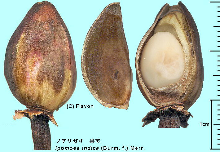 Ipomoea indica (Burm.) Merr. mATKI Fruits nȉʎ