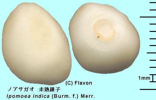 Ipomoea indica (Burm.) Merr. mATKI unripe Seeds nq