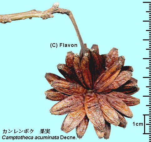 Camptotheca acuminata Decne. J{N Fruits ʎ