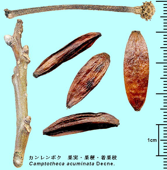 Camptotheca acuminata Decne. J{N Fruits ʎ