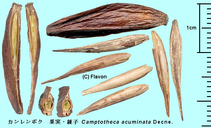 Camptotheca acuminata Decne. J{N Seeds q