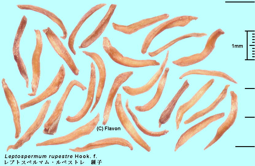 Leptospermum rupestre Hook. f. vgXy}EyXg Seeds q