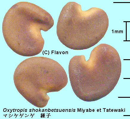 Oxytropis shokanbetsuensis Miyabe et Tatewaki }VPQQ Seeds q