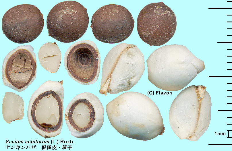 Triadica sebifera (L.) Small iLn[ Aril, Seeds Eq