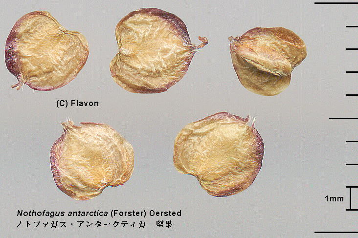 Nothofagus antarctica (G. Forst.) Oerst. iLNui Nuts 