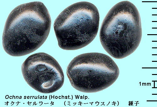 Ochna serrulata (Hochst.) Walp. ~bL[}EXmL (INiEZ[^) Drupe Ή